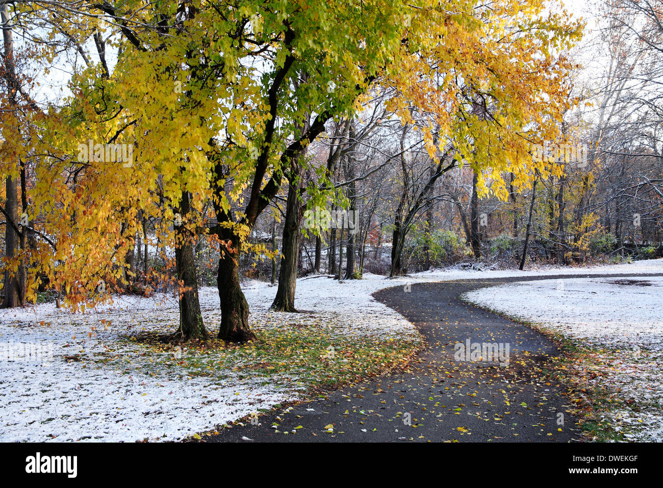 Inaspettata neve d'Autunno e colorati di alberi e percorso a piedi nel parco, Sharon boschi, Southwestern Ohio, Stati Uniti d'America Foto Stock