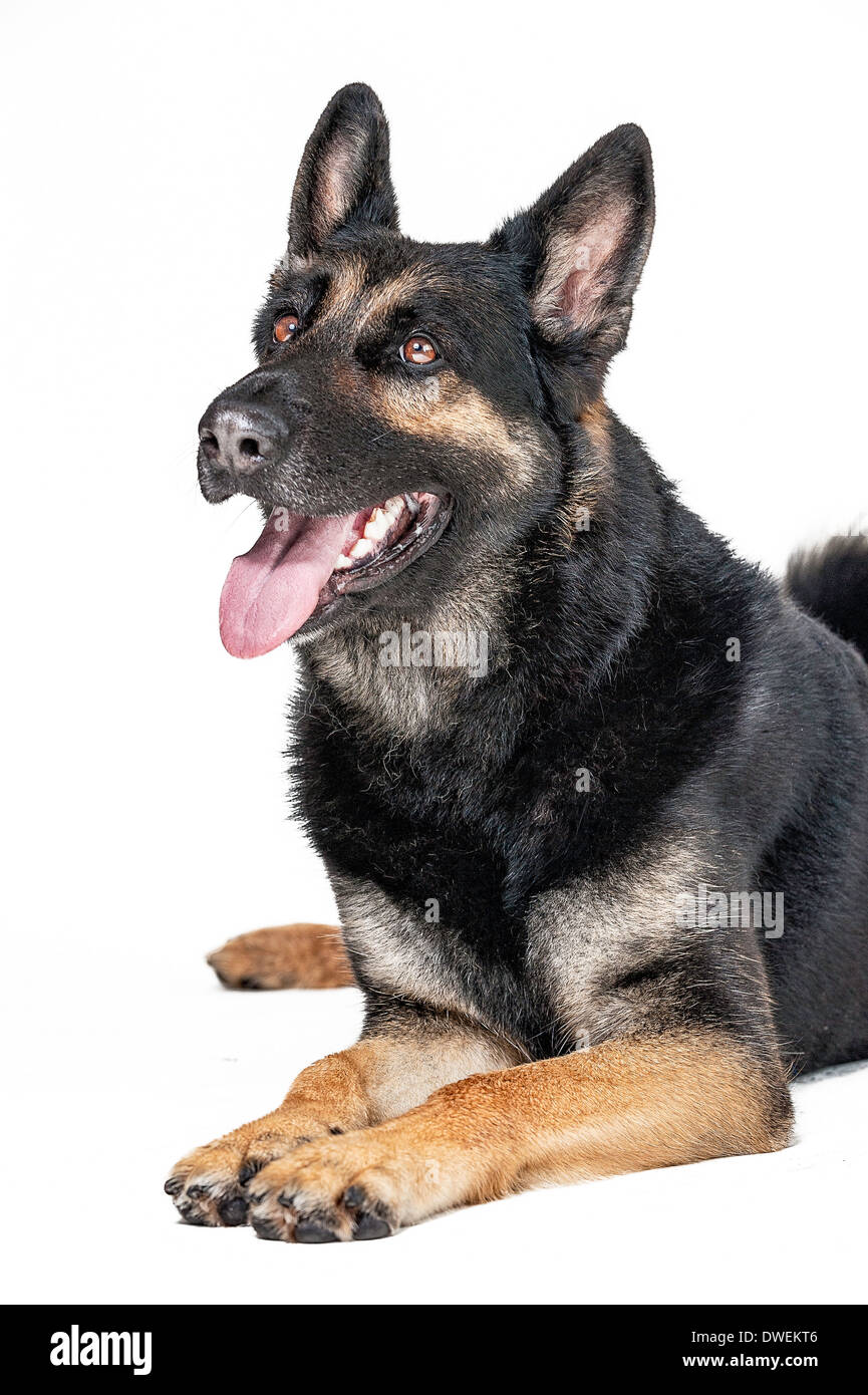 Pastore Tedesco cane su un bianco sullo sfondo senza giunture Foto Stock