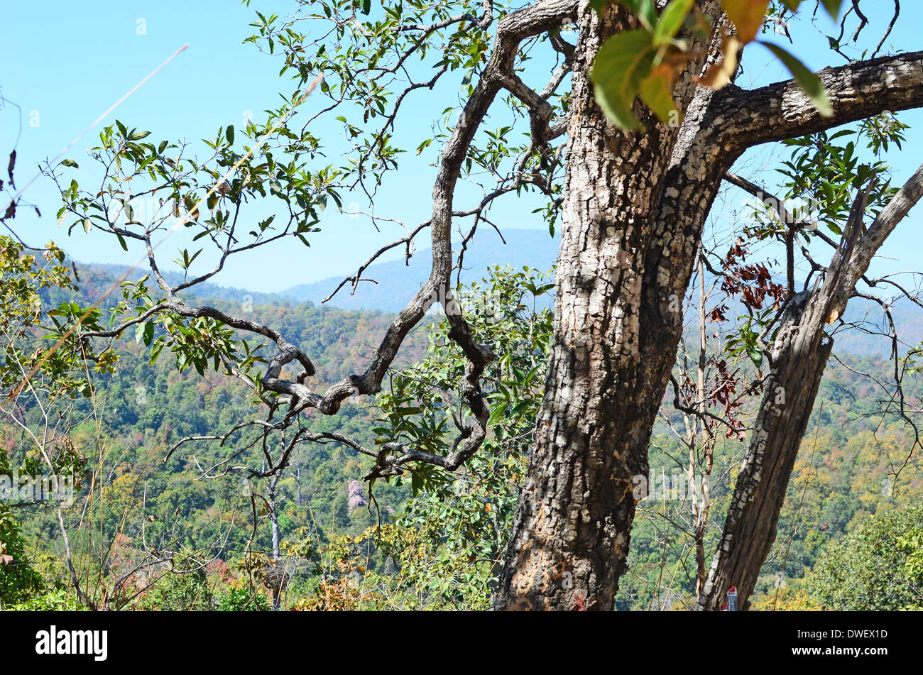 Albero contro lo sfondo delle montagne Foto Stock