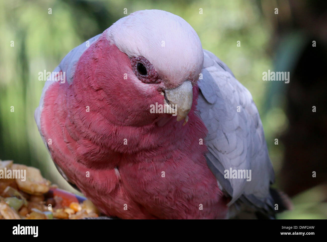 Rose-breasted Cockatoo o Galah Cockatoo (Eolophus roseicapilla), originariamente dall'Australia in extreme close-up Foto Stock