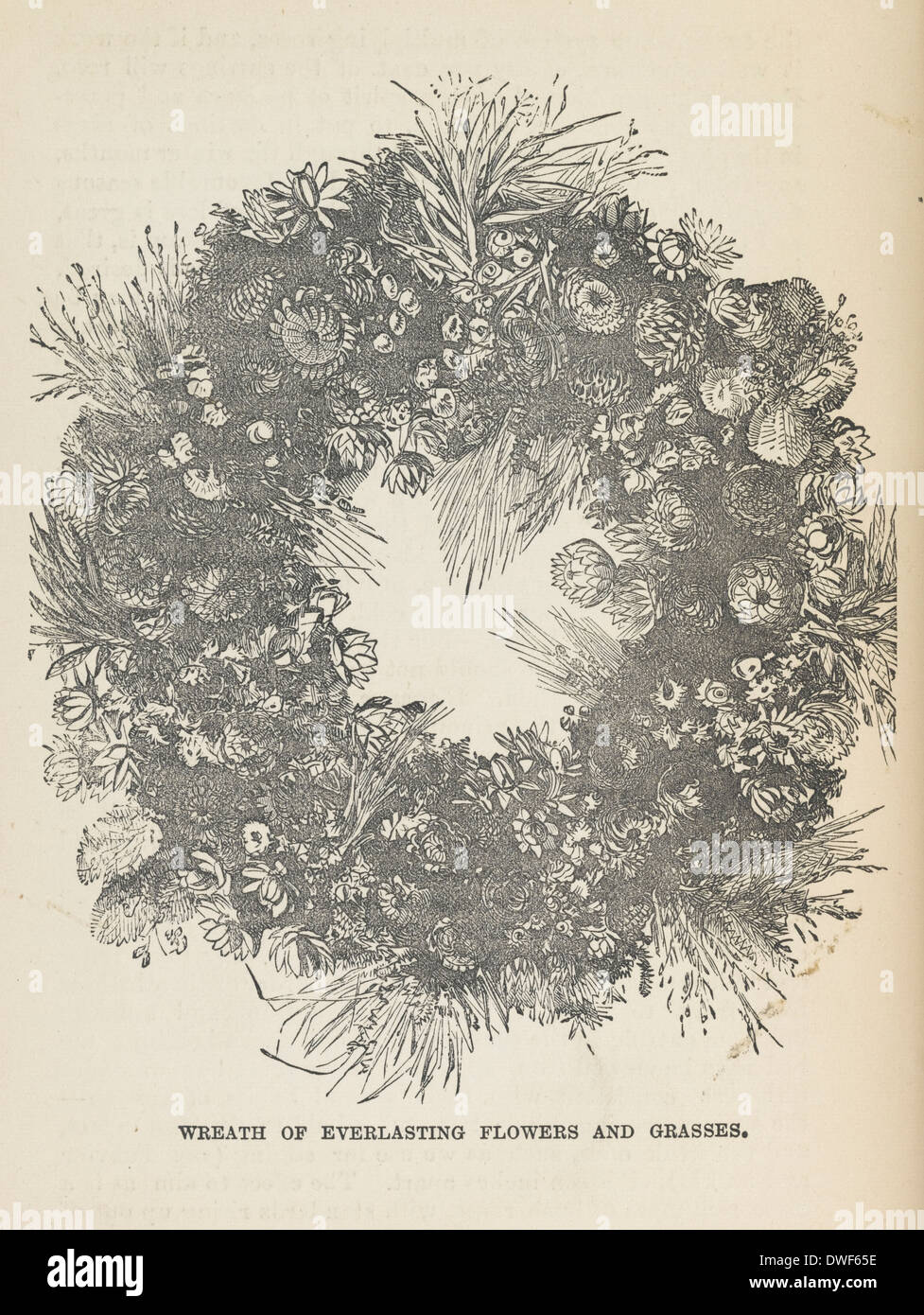 Ghirlanda di fiori eterni ed erbe, fotografia in bianco e nero da 'Il dilettante giardino dell' da Shirley Hibberd Foto Stock