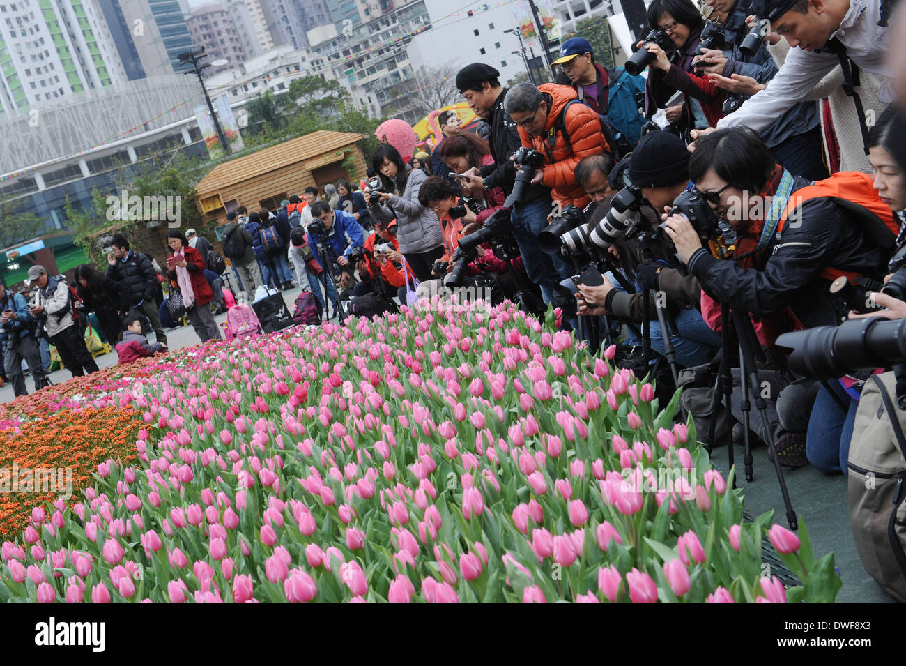 Hong Kong, Cina. 7 Mar 2014. La gente a prendere le foto di tulipani in 2014 Hong Kong Flower Show in Victoria Park di Hong Kong, Cina del sud, Marzo 7, 2014. Il flower show si svolgerà dal 7 Marzo al 16, che presenta oltre 350.000 fiori. © Wong Pun Keung/Xinhua/Alamy Live News Foto Stock