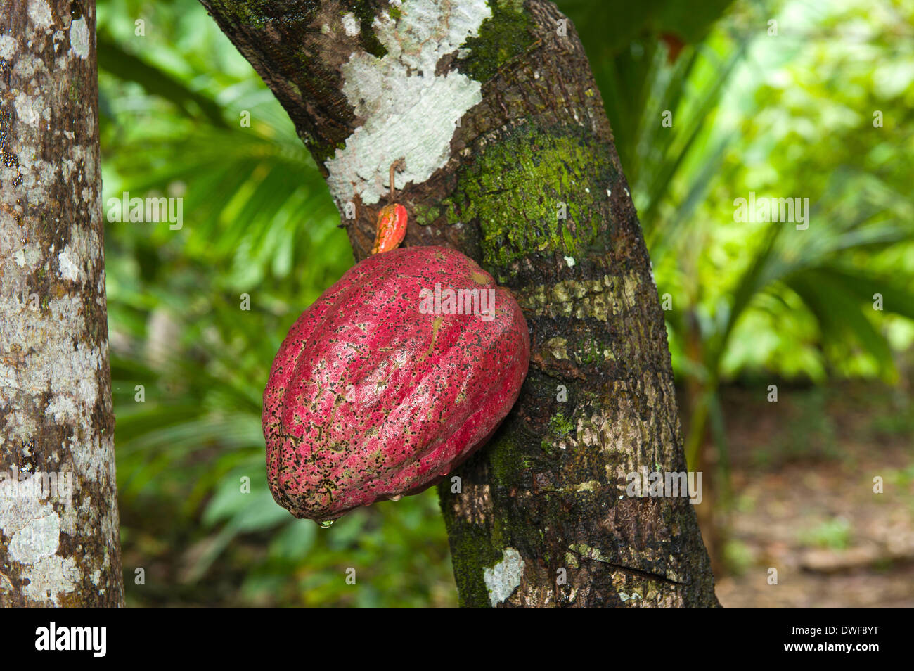 Frutto del cacao Foto Stock