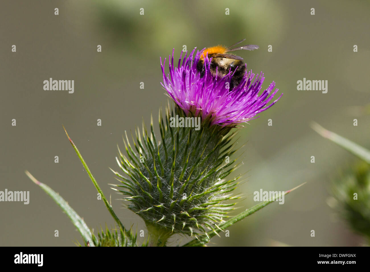 Buff tailed Bumble Bee su una Lancia Thistle , REGNO UNITO. Luglio Foto Stock
