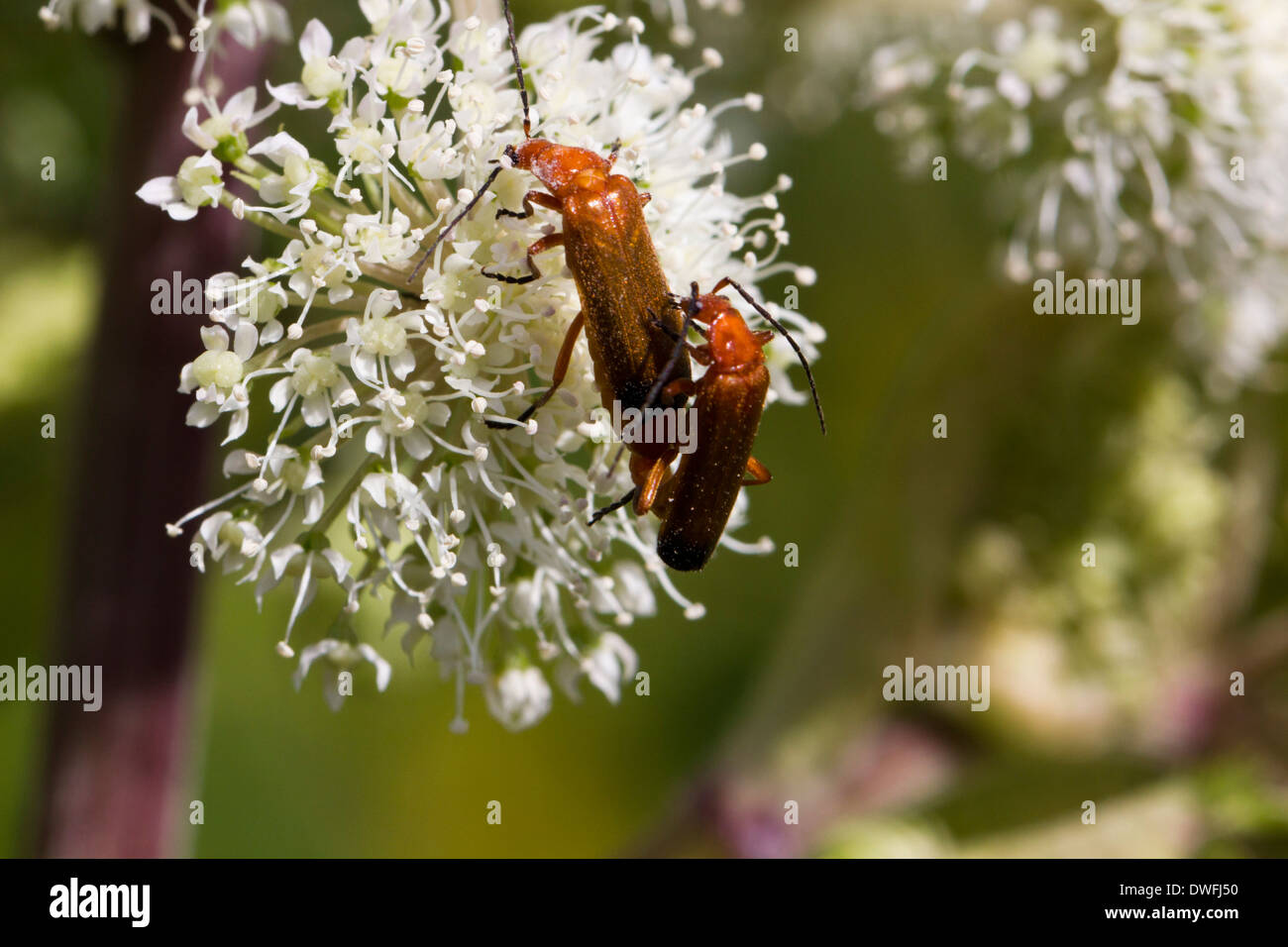 Comune soldato rosso Beetle (rhagonycha fulva) REGNO UNITO. Agosto Foto Stock