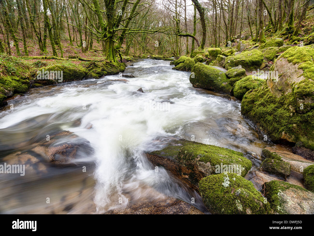 Il fiume Fowey come fluisce attraverso Golitha cade sul bordo meridionale di Bodmin Moor in Cornovaglia Foto Stock