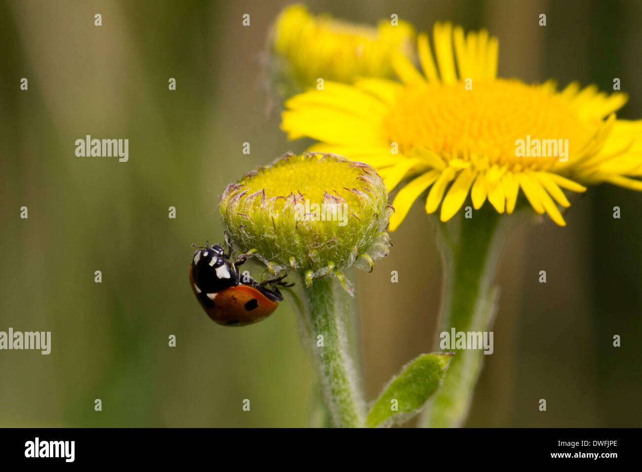 Coccinella Seven-Spotted su comuni Fleabane, UK. Agosto Foto Stock