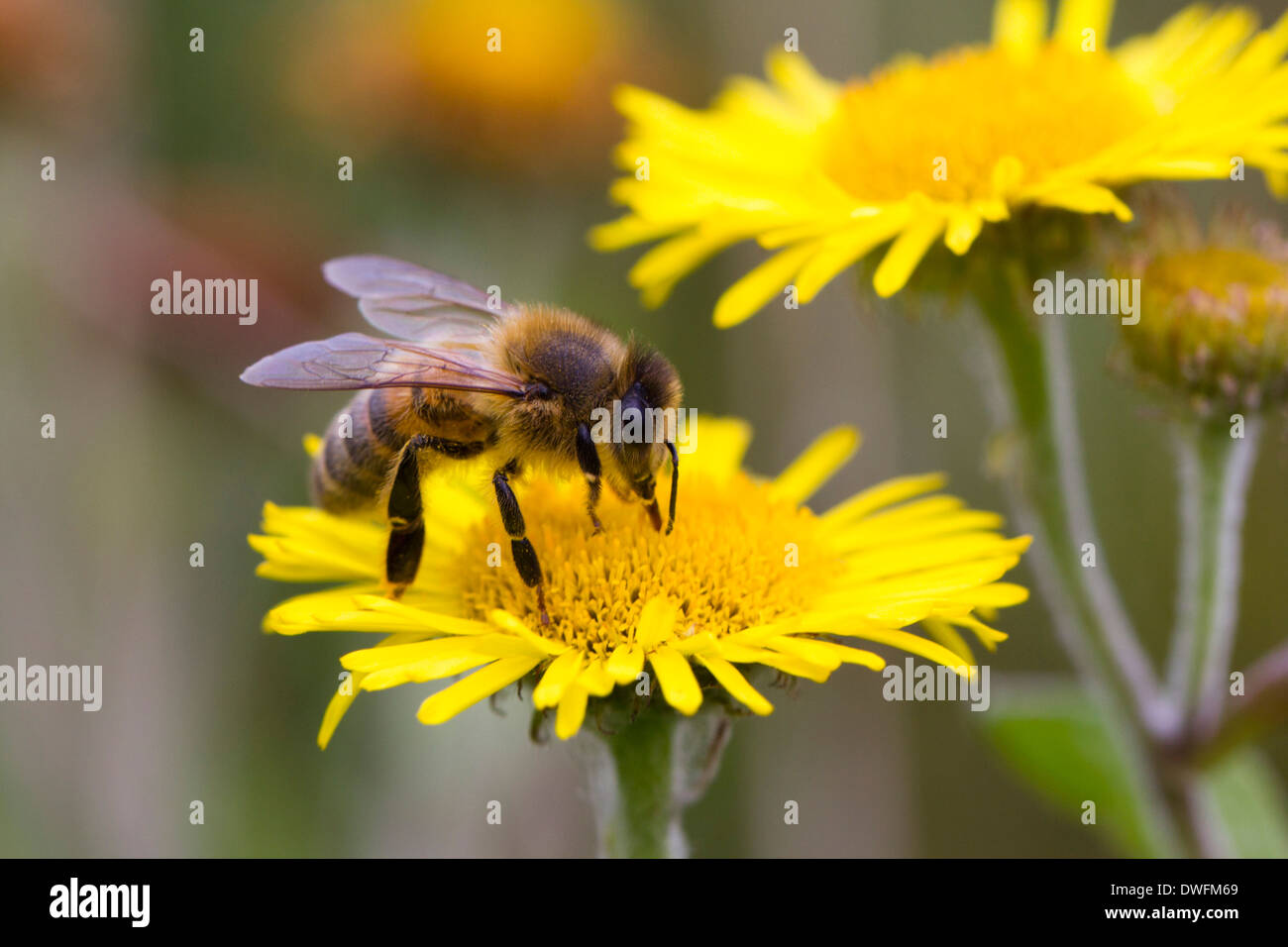 Western Honey Bee su comuni Fleabane, UK. Settembre Foto Stock