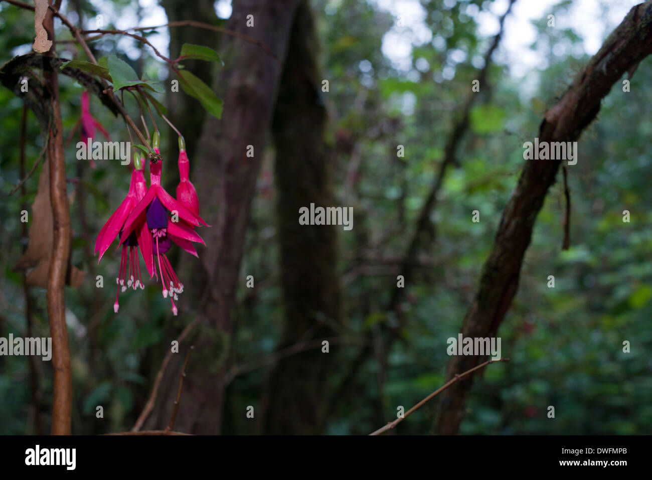 Rosso di stordimento fiori Bélouve giungla foresta. Il suo originale ambiente forestale e straordinario scenario attirano un grande pubblico dalla creazione della pista forestale Bebour-Bélouve. In futuro si tratterà di continuare una serie della foresta di produzione Tamarin, benzina economica elevata e valore culturale per la fornitura locale di qualità di artigianato in legno a lungo termine. La gestione di questo processo di produzione contribuirà inoltre a continuare ad accogliere il pubblico e di aumentare la biodiversità e ridurre l'impatto sul paesaggio della silvicoltura. Foto Stock