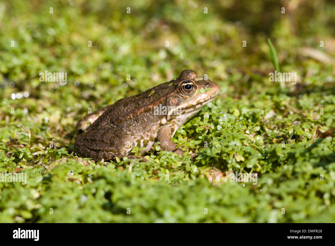 Rana della palude Foto Stock