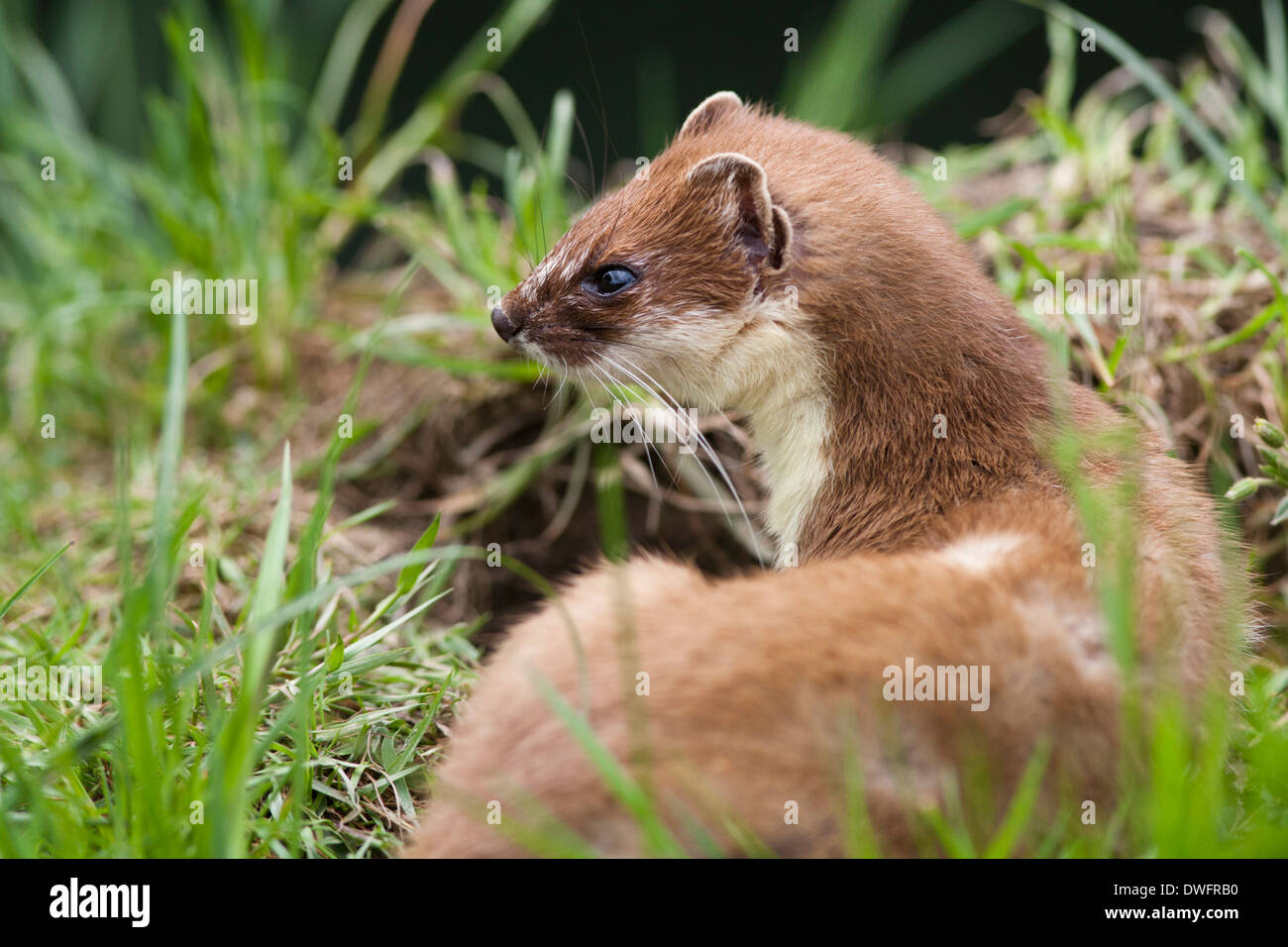 Ermellino (Mustela erminea) REGNO UNITO Foto Stock