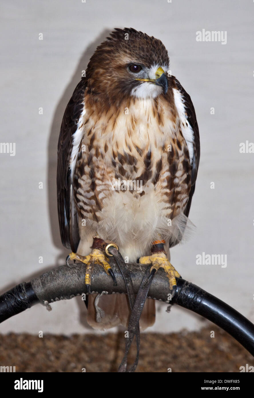 Red Tailed Hawk (Buteo jamaicensis) Foto Stock