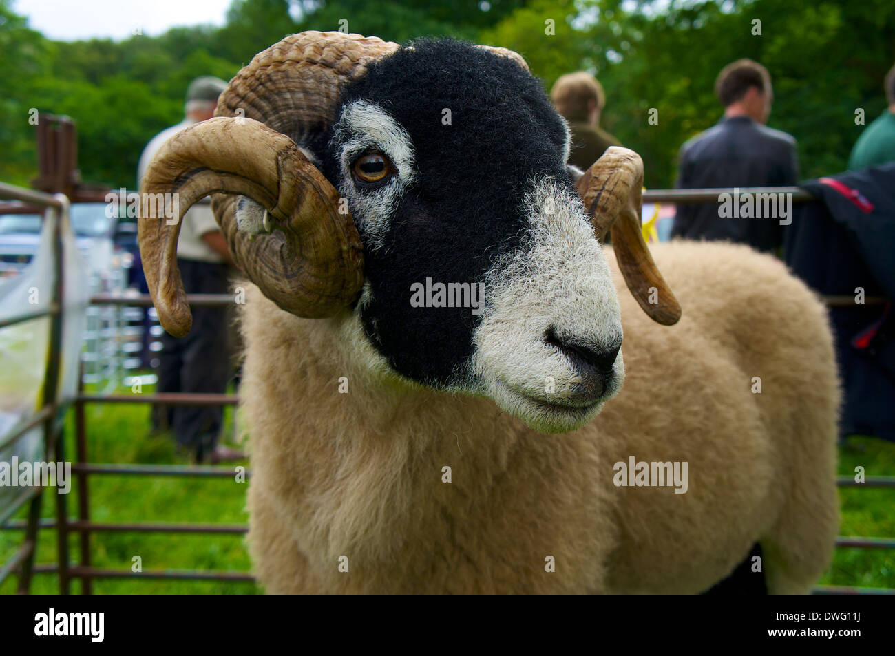 Swaledale pecore a Patterdale Sheep Dog Trail e Cane giorno Cumbria Inghilterra England Regno Unito Foto Stock