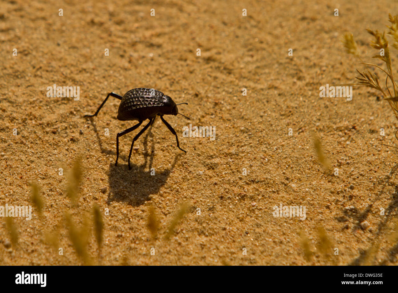Il Qatar Doha deserto nero coleottero insetti erbe di sabbia Foto Stock