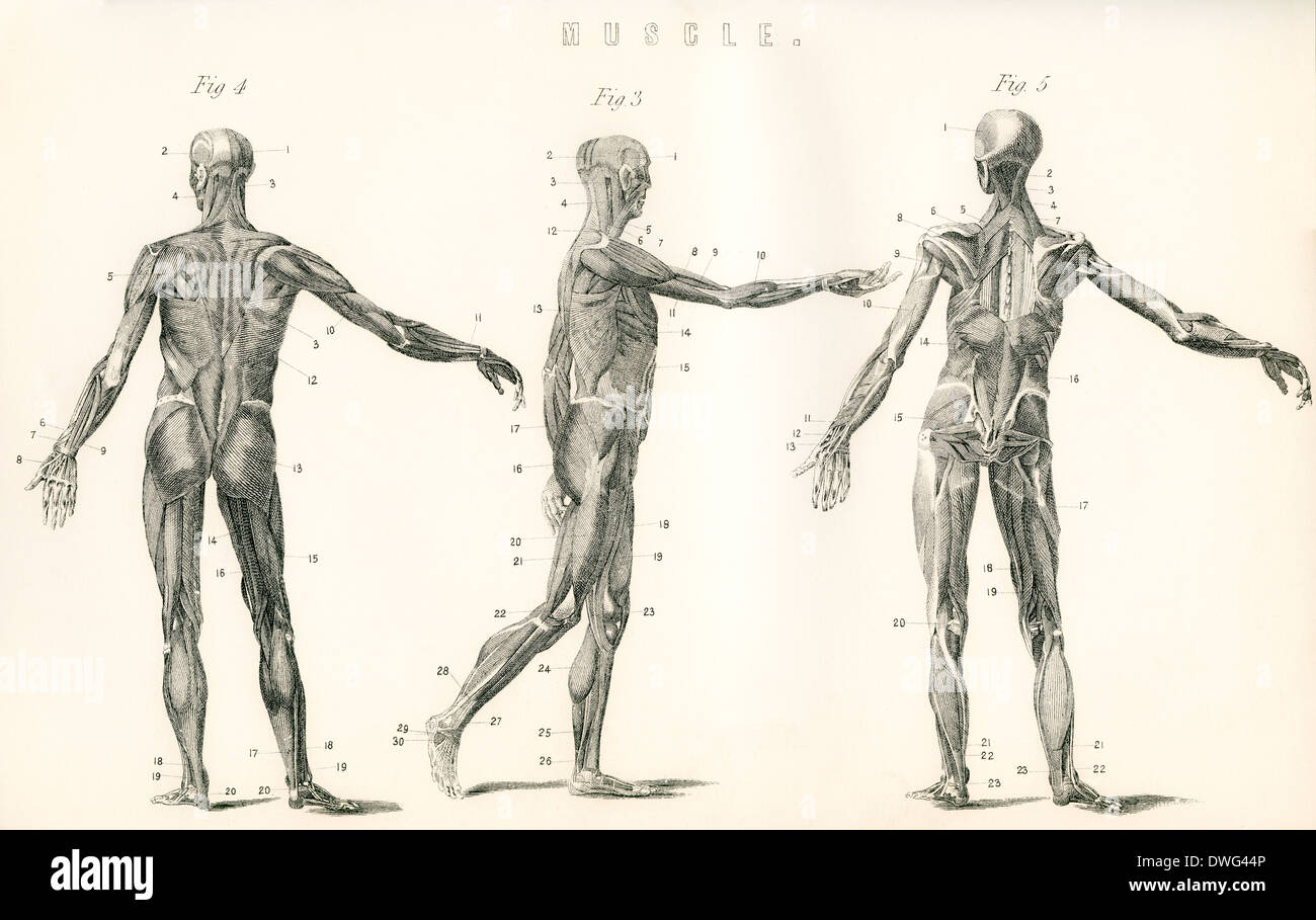 Studio anatomico del muscolo nel corpo umano. Foto Stock