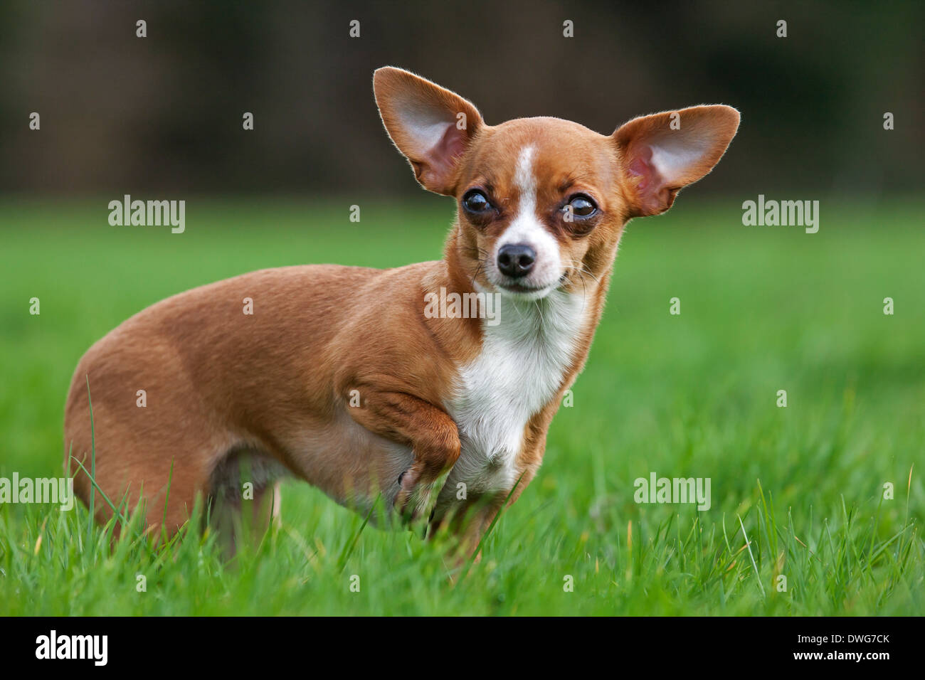 A pelo corto tan Chihuahua in giardino Foto Stock