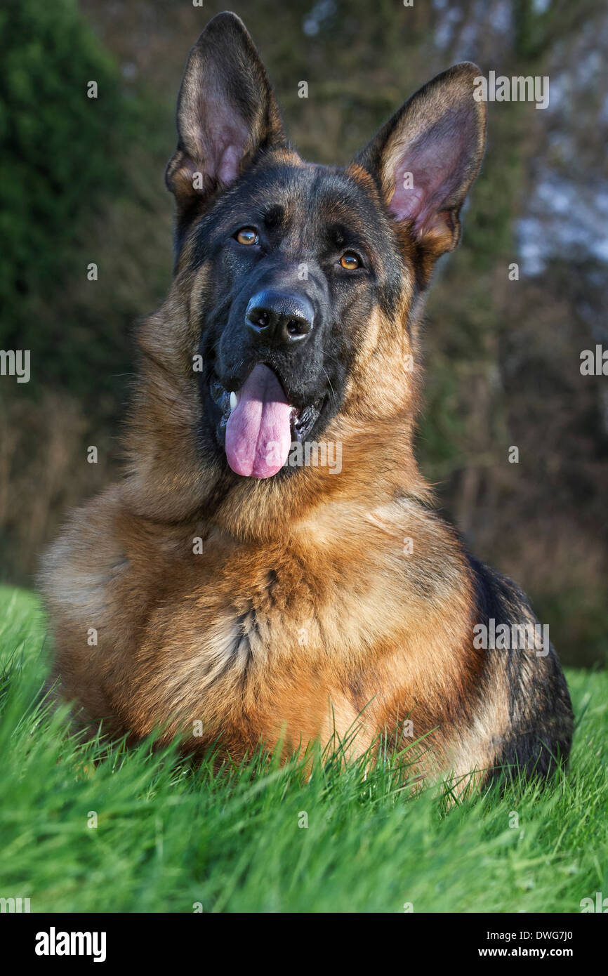 Pastore Tedesco cane (Canis lupus familiaris) giacenti in giardino Foto Stock