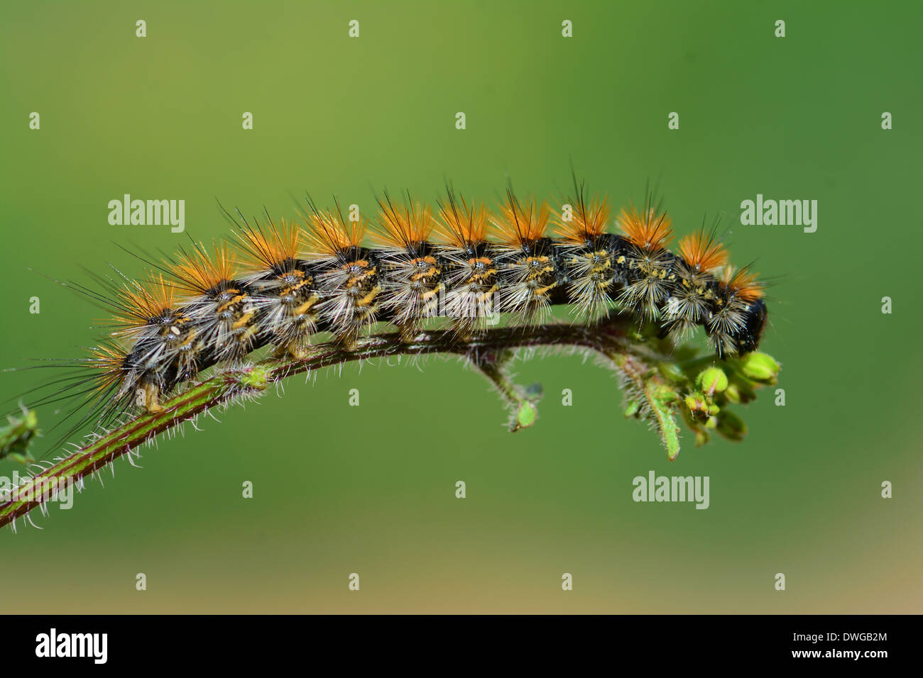 Caterpillar mangiare Foto Stock