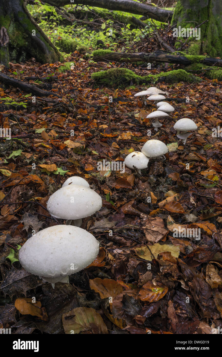 Legno funghi Agaricus silvicola di Cotswold Commons e faggete Riserva Naturale Foto Stock