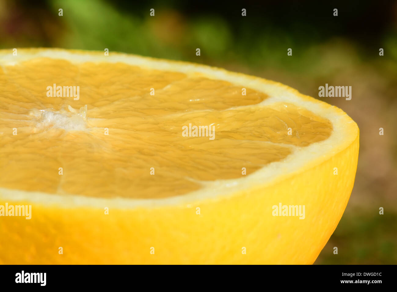 Pompelmo giallo close-up Foto Stock
