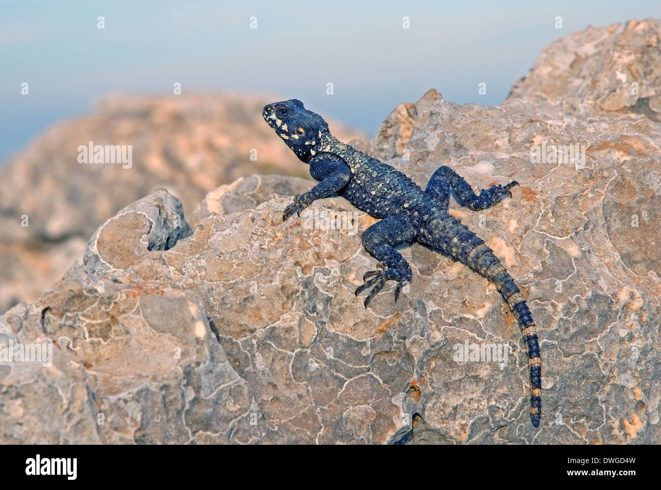 Agama lizard, Stellagama stellio su una roccia Foto Stock