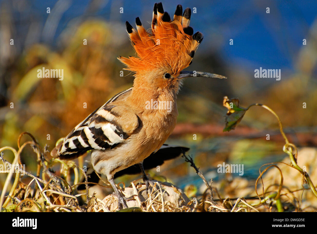 Upupa cresta di testa Foto Stock