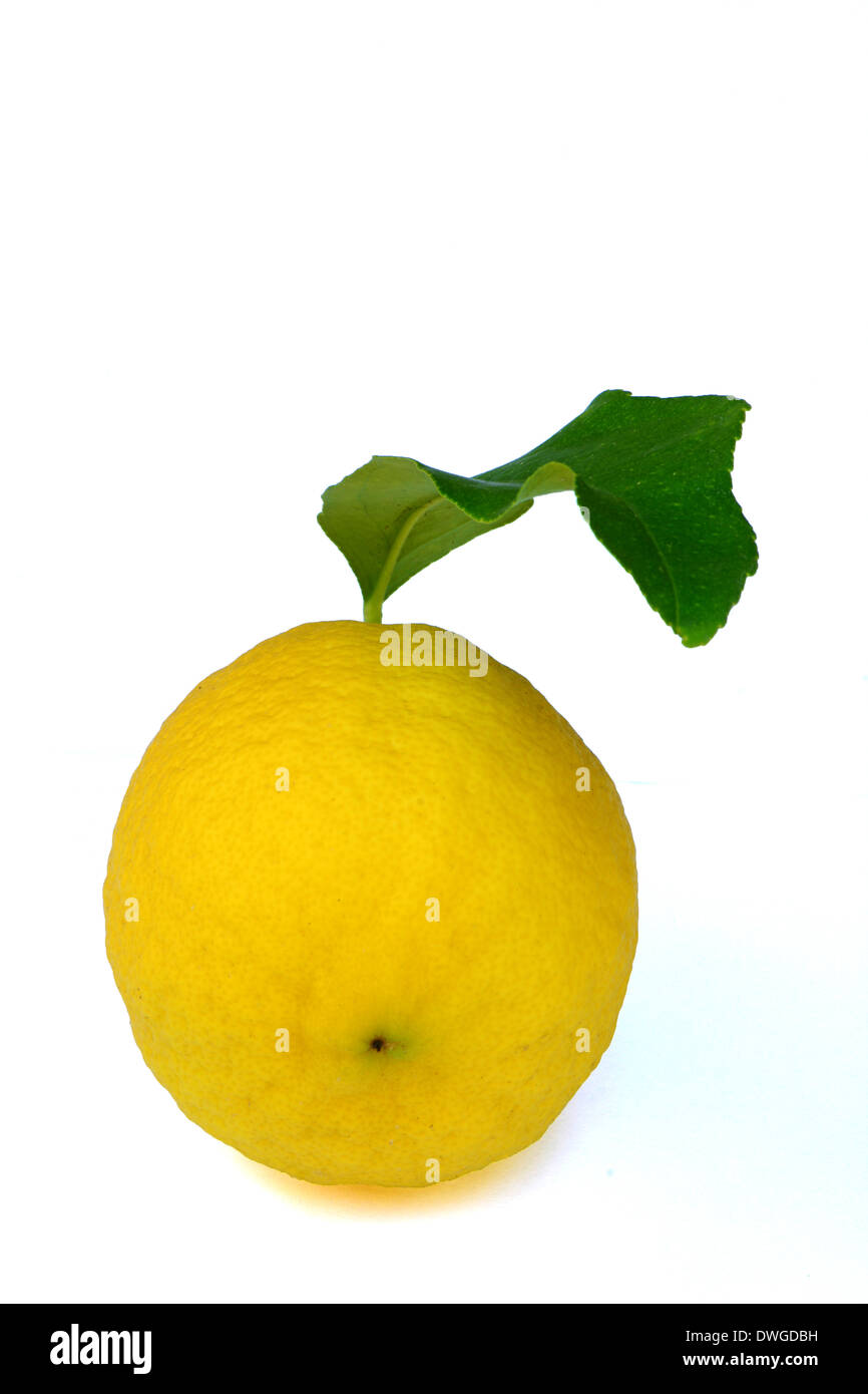 Limone con foglia verde Foto Stock