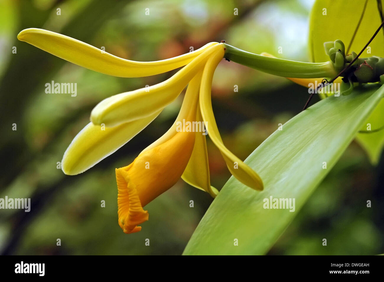 La vaniglia Orchid, Vanilla planifolia Foto Stock