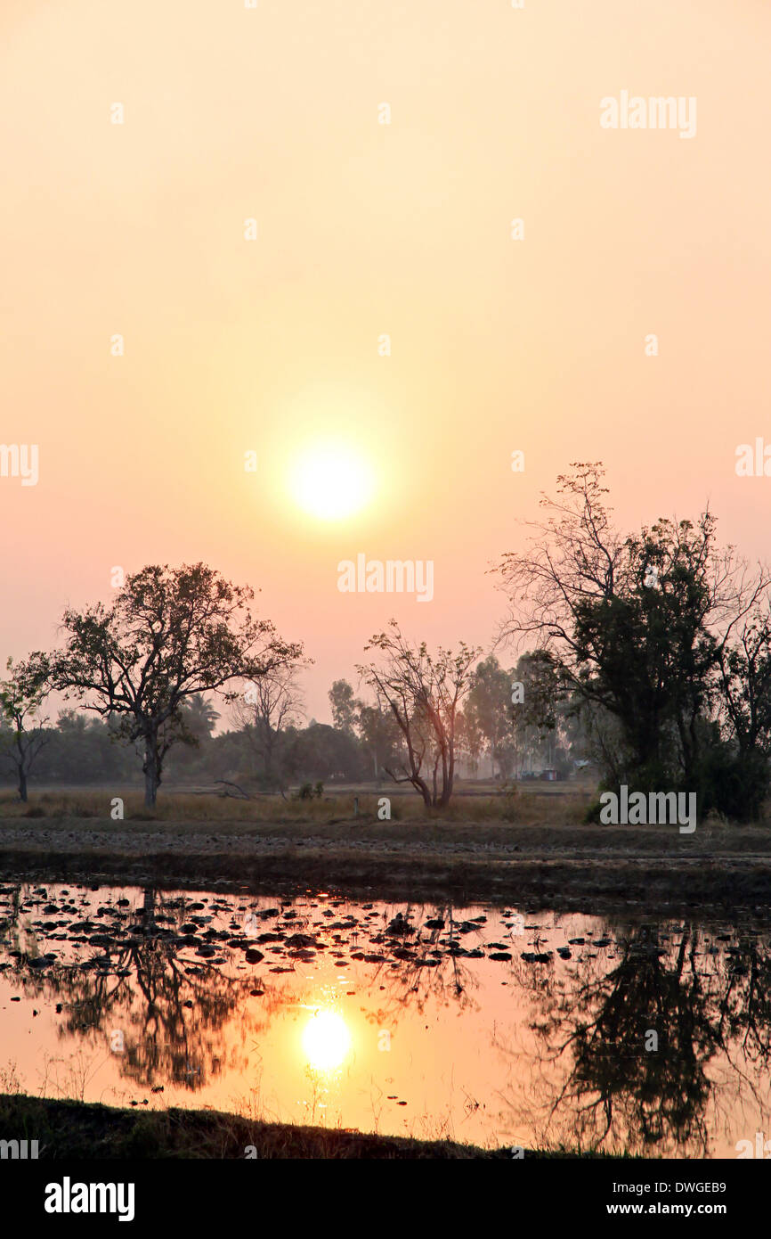 Tramonto al rice farm e di riflessione di alberi in acqua. Foto Stock