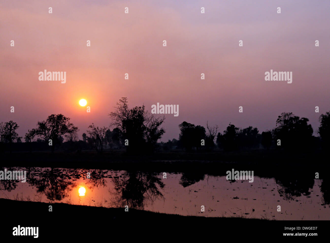 Tramonto al rice farm e di riflessione di alberi Silhouette. Foto Stock