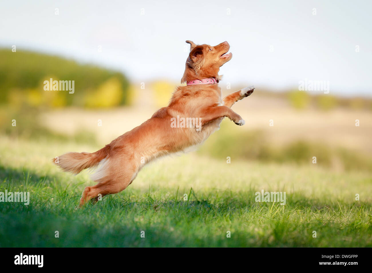 Toller cane salta in aria al di sopra di un verde campo d'erba. Foto Stock