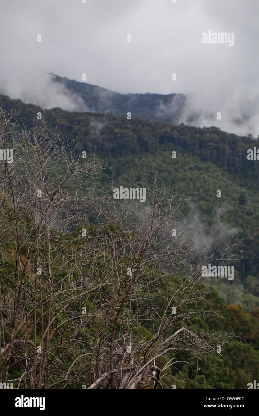 Primary Cloud Forest. Parques Nacional Chirripo. Cerro Chirripo 3800m. Limon. A sud-ovest. Costa Rica. America centrale. Foto Stock