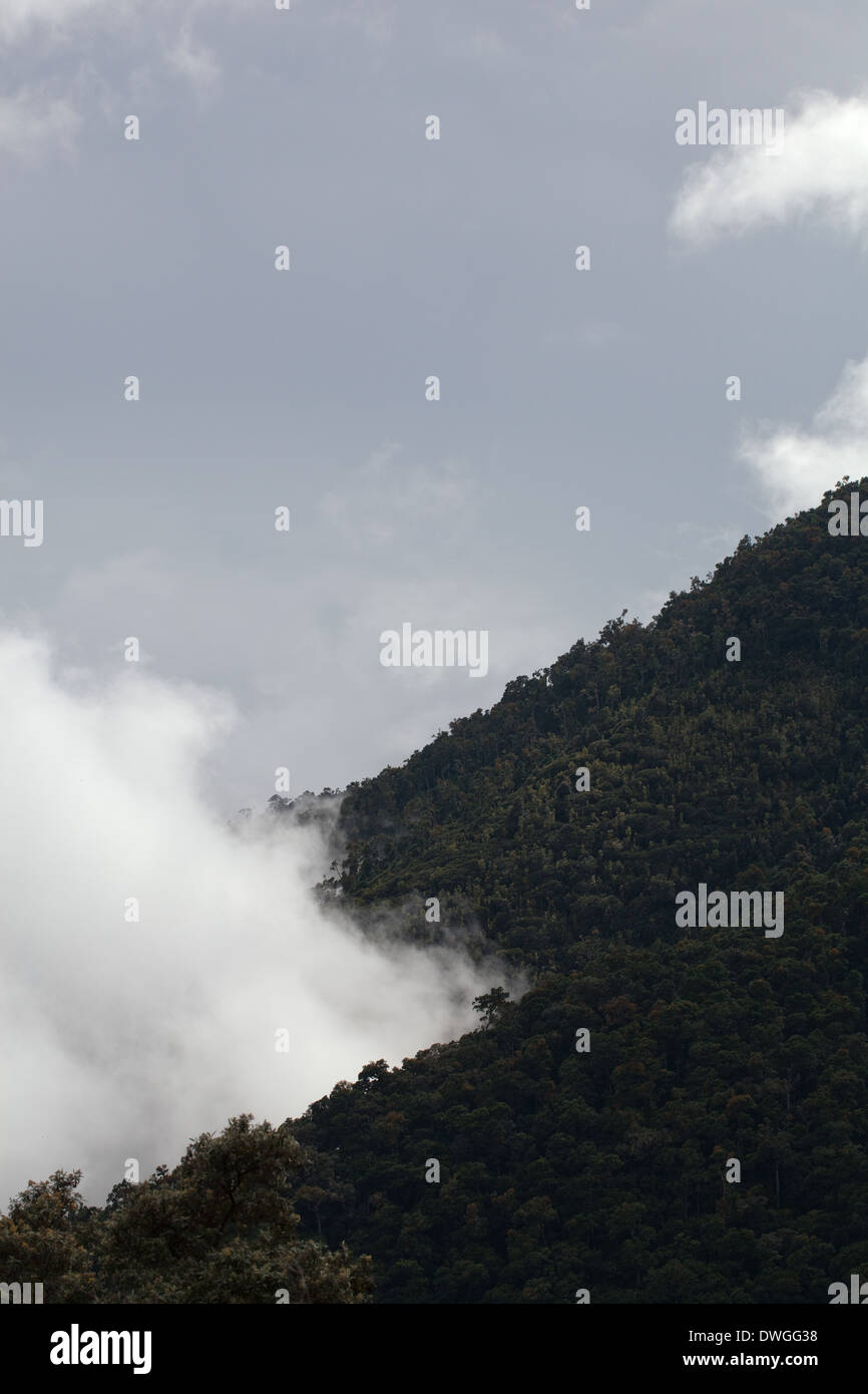 Primary Cloud Forest. Parques Nacional Chirripo. Cerro Chirripo 3800m. Limon. A sud-ovest. Costa Rica. America centrale. Foto Stock