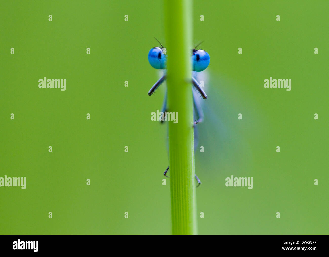 AZURE DAMSELFLY (Coenagrion puella) West Sussex, Regno Unito. Giugno Foto Stock