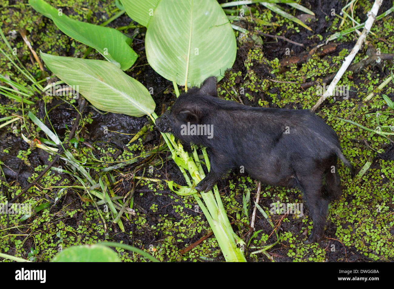 Suini selvatici (Sus scrofa) giovani MANGIANDO COCCODRILLO nativo bandiera (Thalia geniculata), sei miglia Cypress Slough preservare, Florida, Stati Uniti d'America. Foto Stock