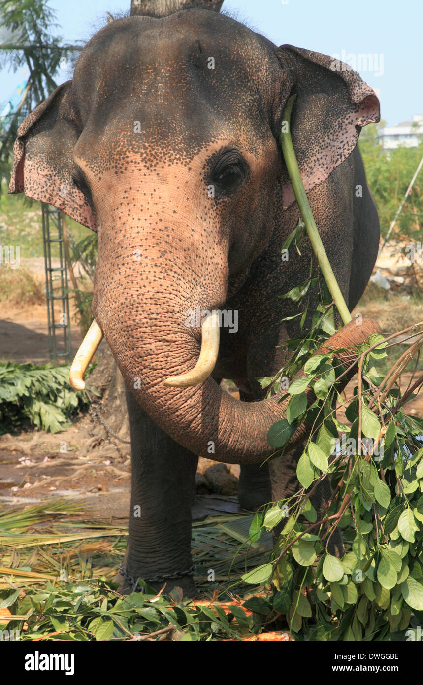 Sri Lanka; Colombo, domestici elefante asiatico, Foto Stock