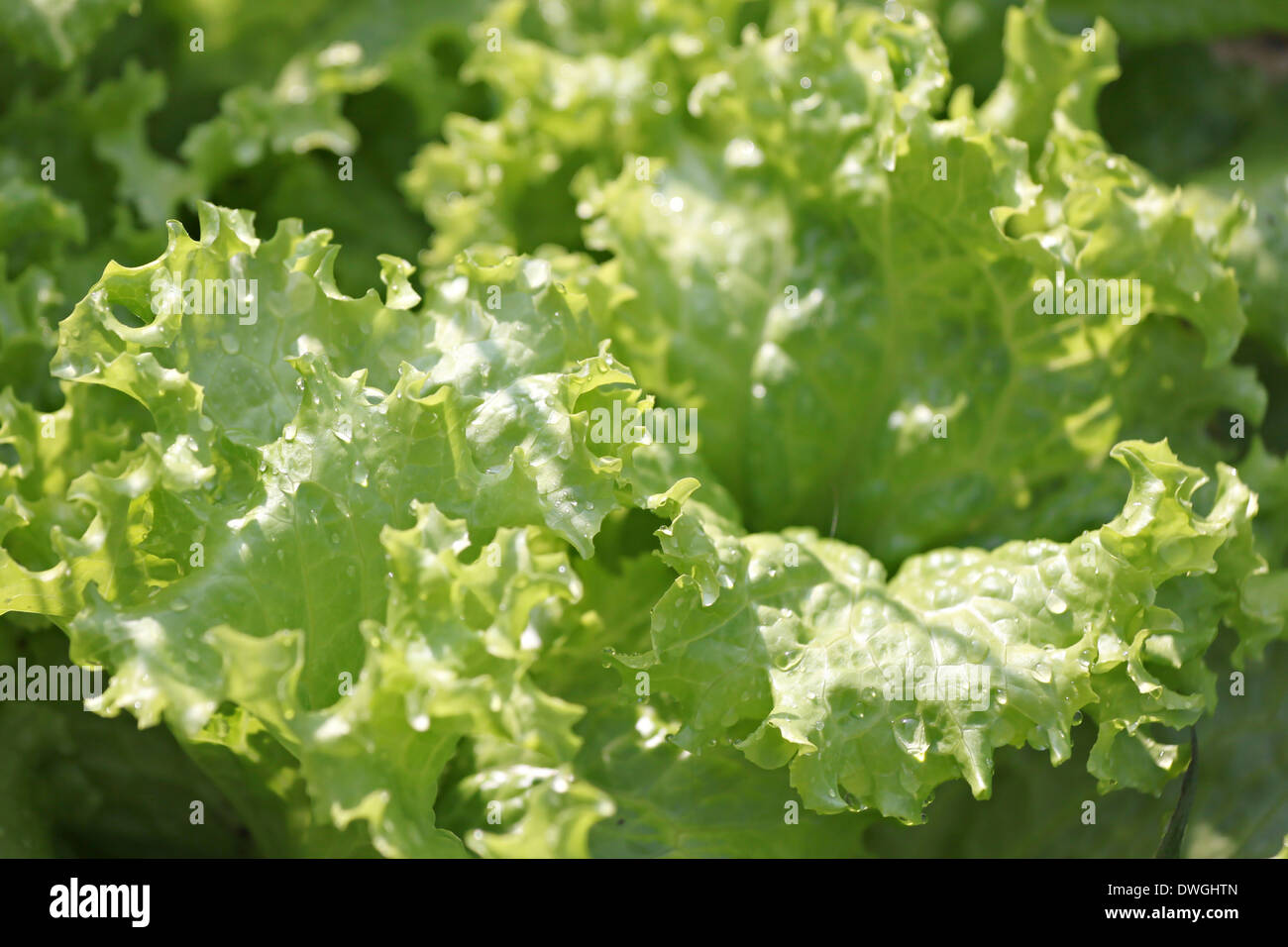 Fresh Lactuca sativa foglie in un orto. Foto Stock