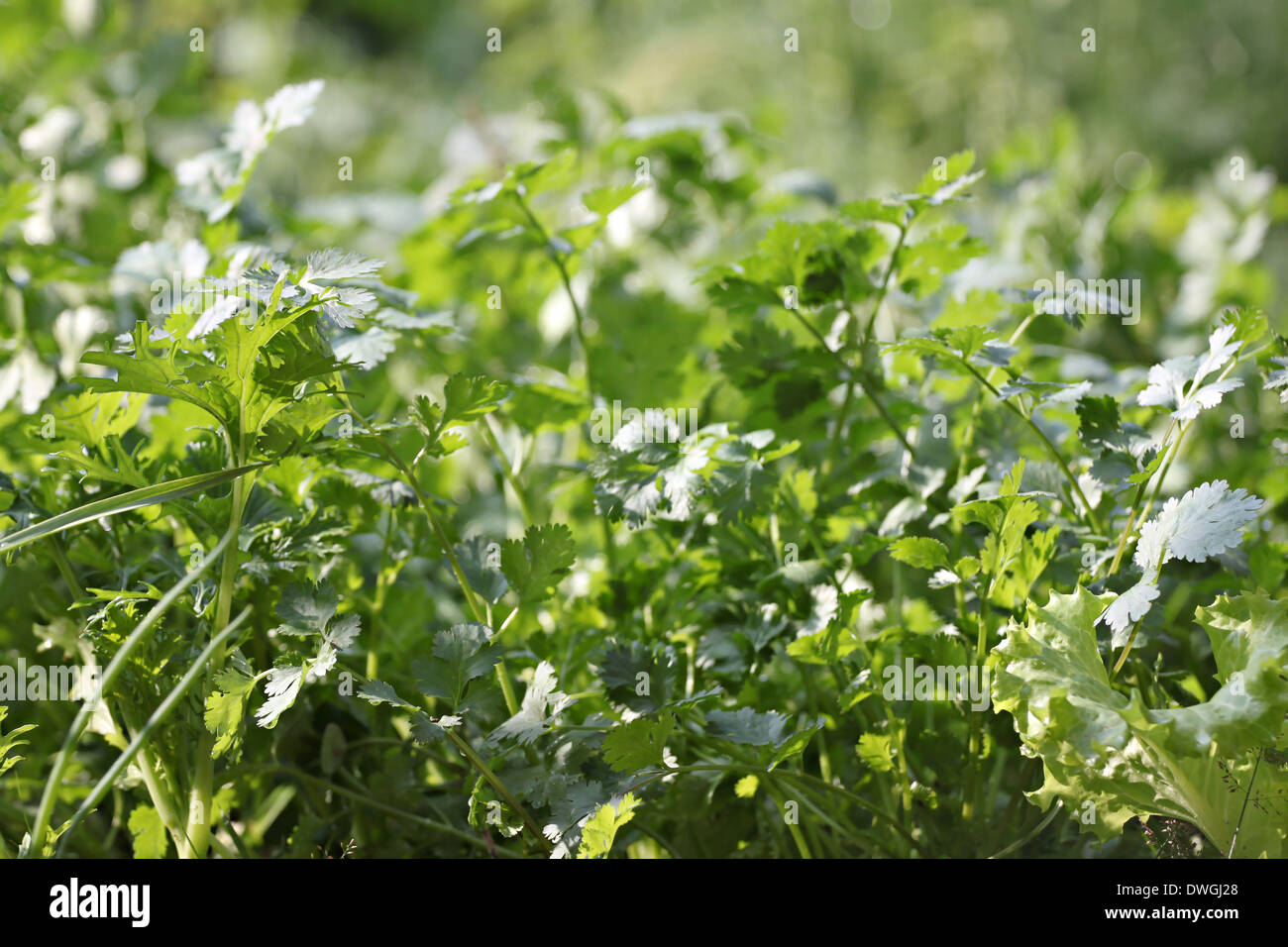 Il coriandolo fresco o foglie di coriandolo in un orto. Foto Stock