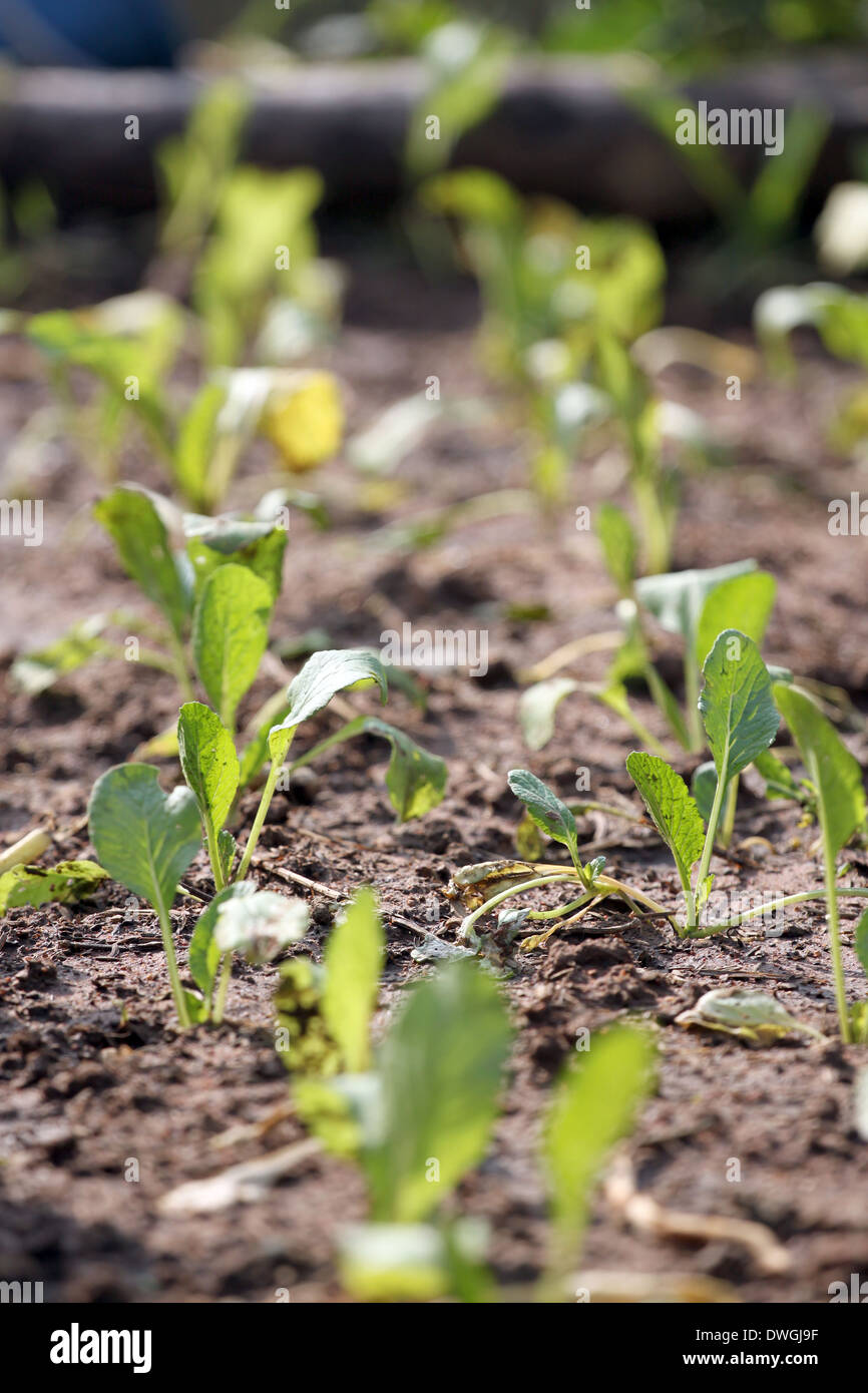 La piantina di Brassica in vegetale giardinaggio. Foto Stock