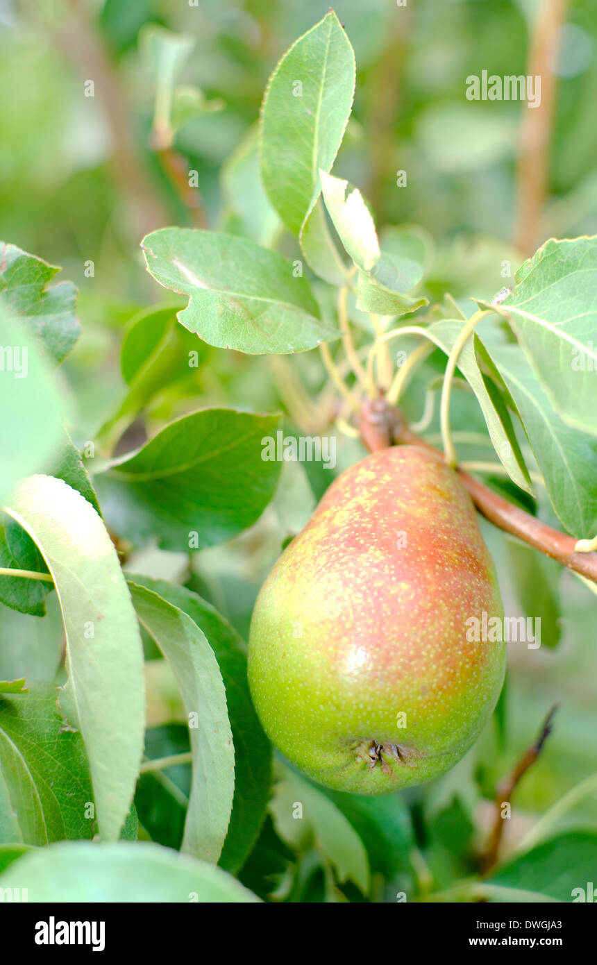 Mature mezza pera estiva appeso sul ramo Foto Stock