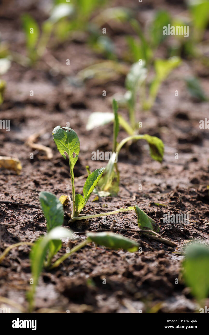 La piantina di Brassica in vegetale giardinaggio. Foto Stock