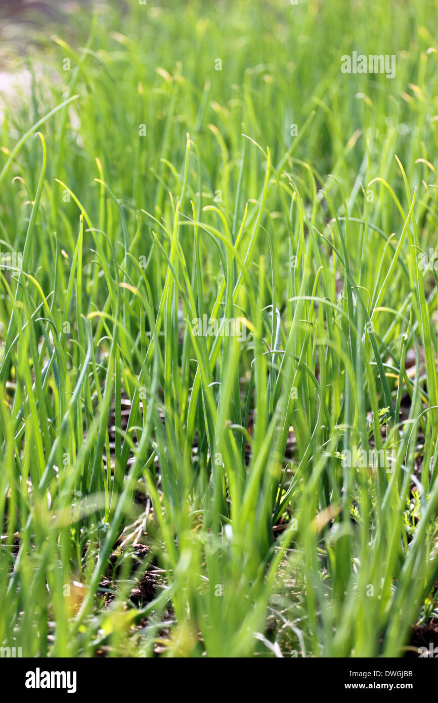 Cipolline fresche foglie di giardinaggio di vegetale. Foto Stock