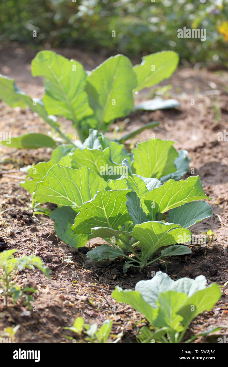 La piantina di Brassica in vegetale giardinaggio. Foto Stock