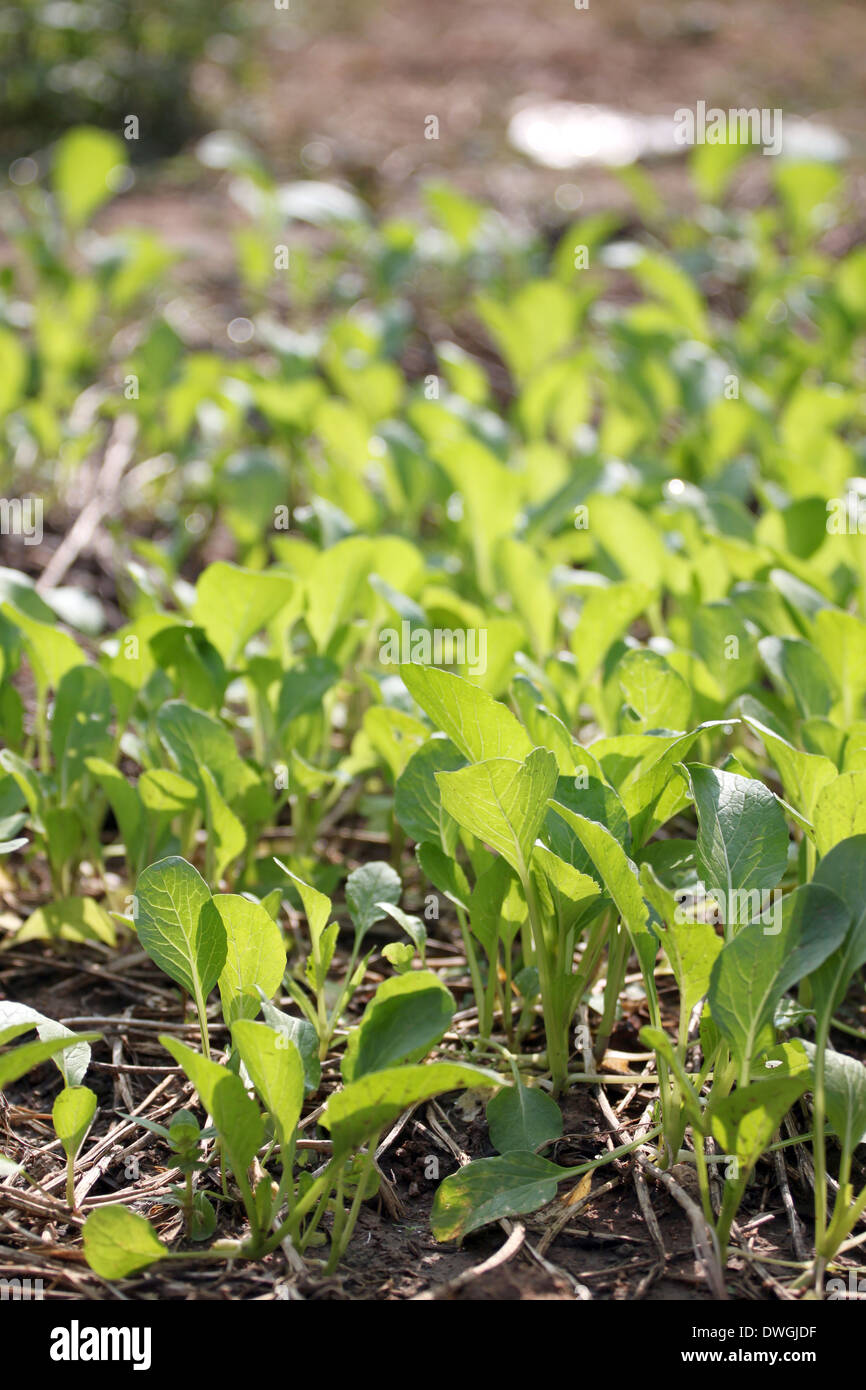 La piantina di Brassica in vegetale giardinaggio. Foto Stock