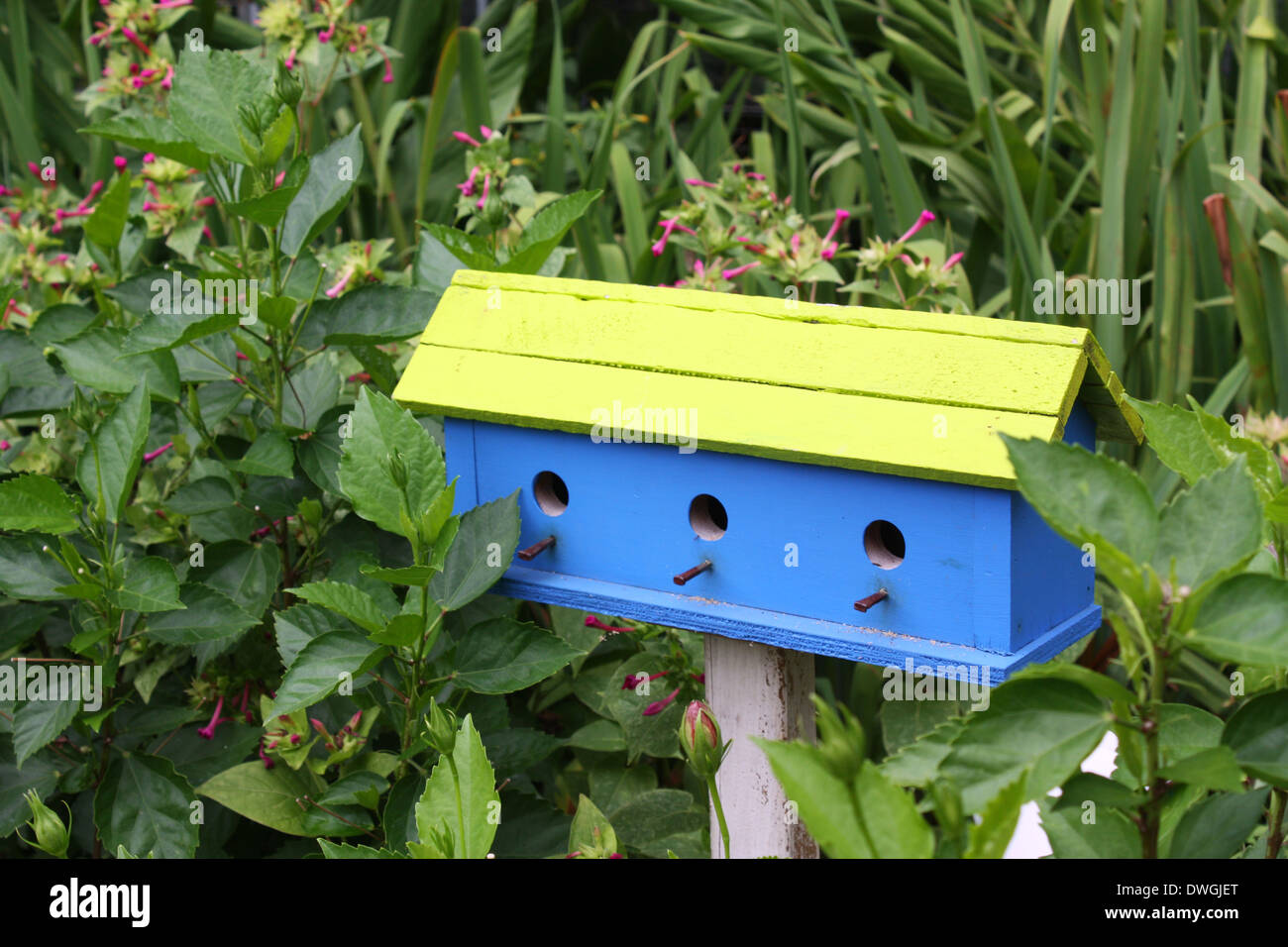 Blu Verde bird casa in un giardino Foto Stock