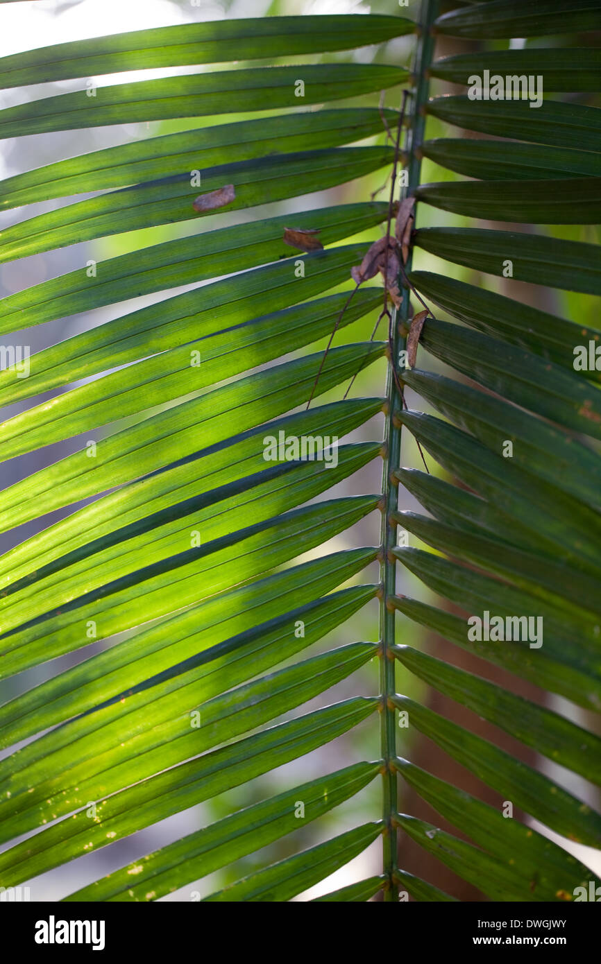 Fogliame sullo sfondo. Di foglie di palma (Arecaceae ). Foto Stock