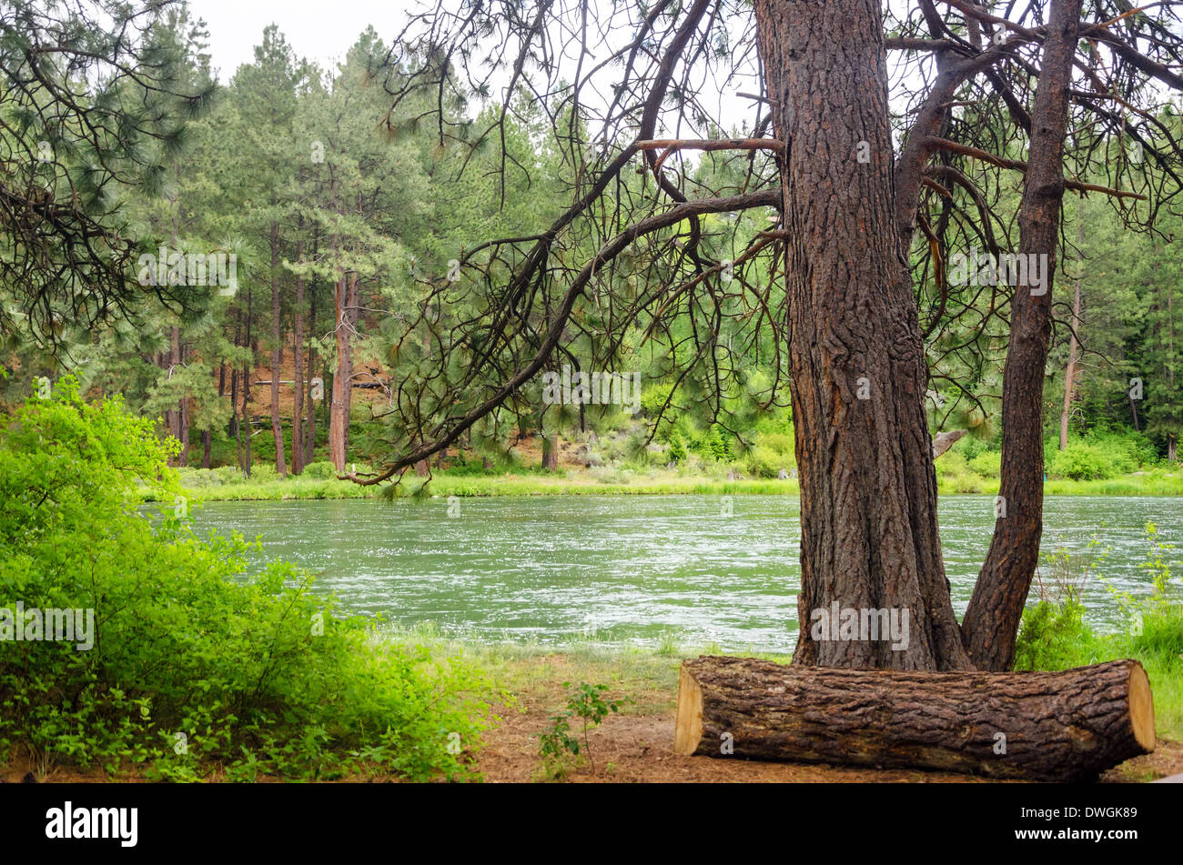 Vista del fiume Deschutes in Oregon centrale incorniciato da un grande albero di pino Foto Stock