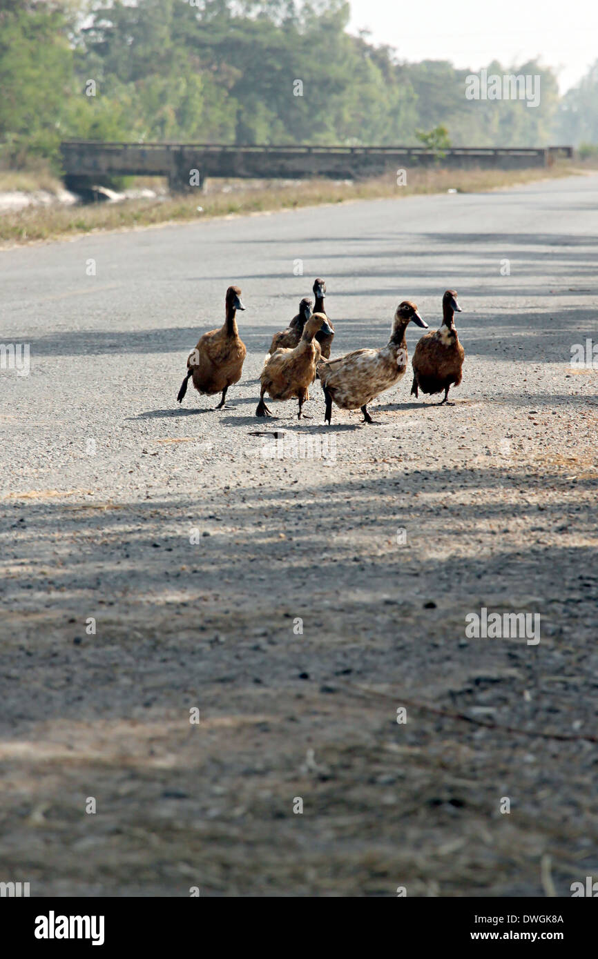 Le anatre sono state attraversando la strada e nelle aree rurali. Foto Stock