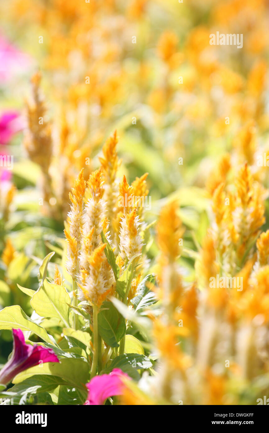 Cresta di gallo giallo fiore nel giardino. Foto Stock