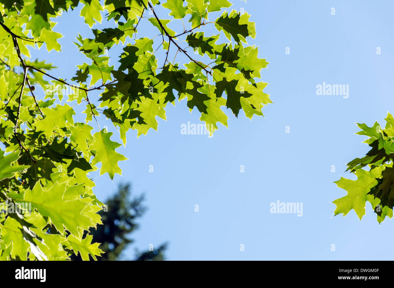 Verde foglie illuminate dal sole insieme contro un cielo blu Foto Stock
